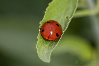 Ladybug March 2025